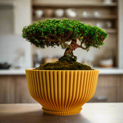 Bonsai Pot with Drainage & Tray