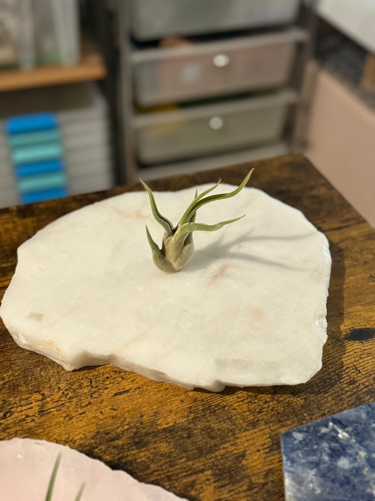 Quartz Crystal Air Plant Holder | Live Tillandsia Included