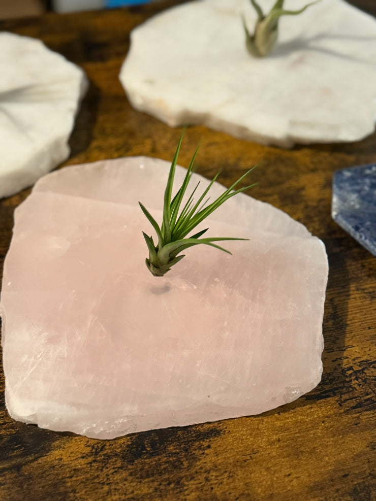 Quartz Crystal Air Plant Holder | Live Tillandsia Included