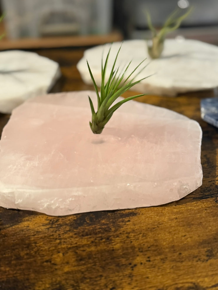 Quartz Crystal Air Plant Holder | Live Tillandsia Included