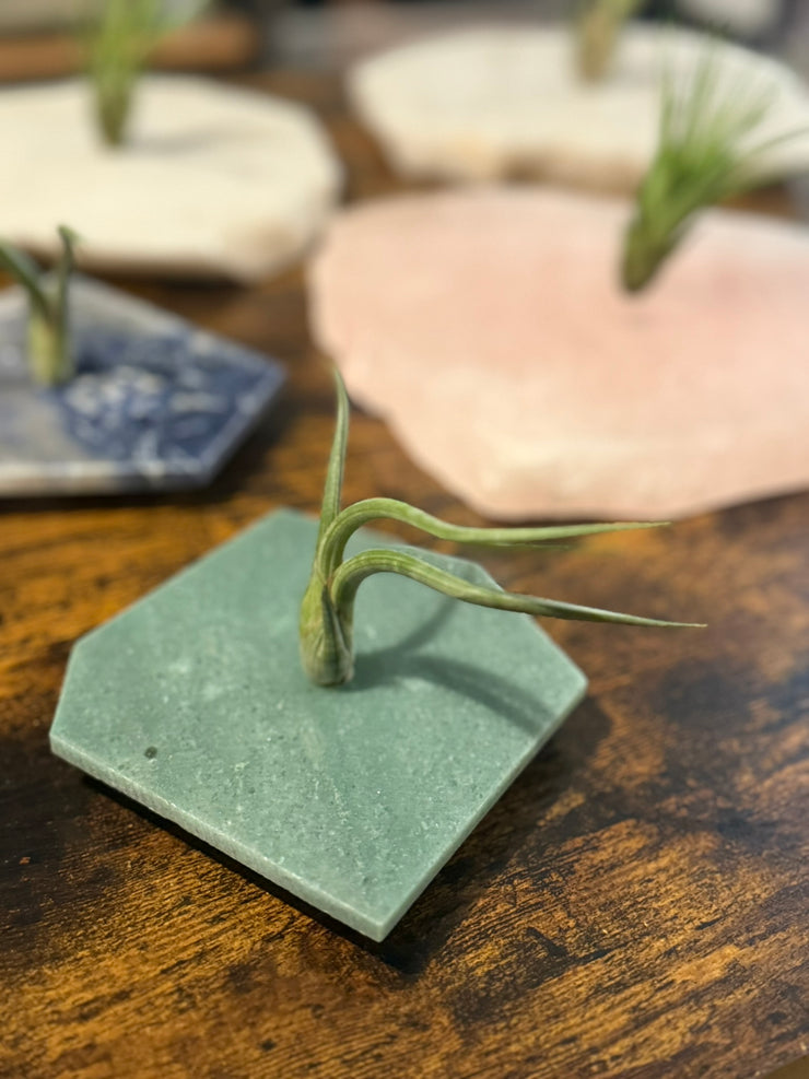 Quartz Crystal Air Plant Holder | Live Tillandsia Included
