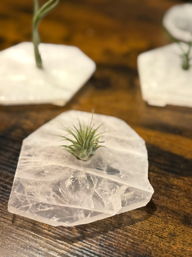 Quartz Crystal Air Plant Holder | Live Tillandsia Included