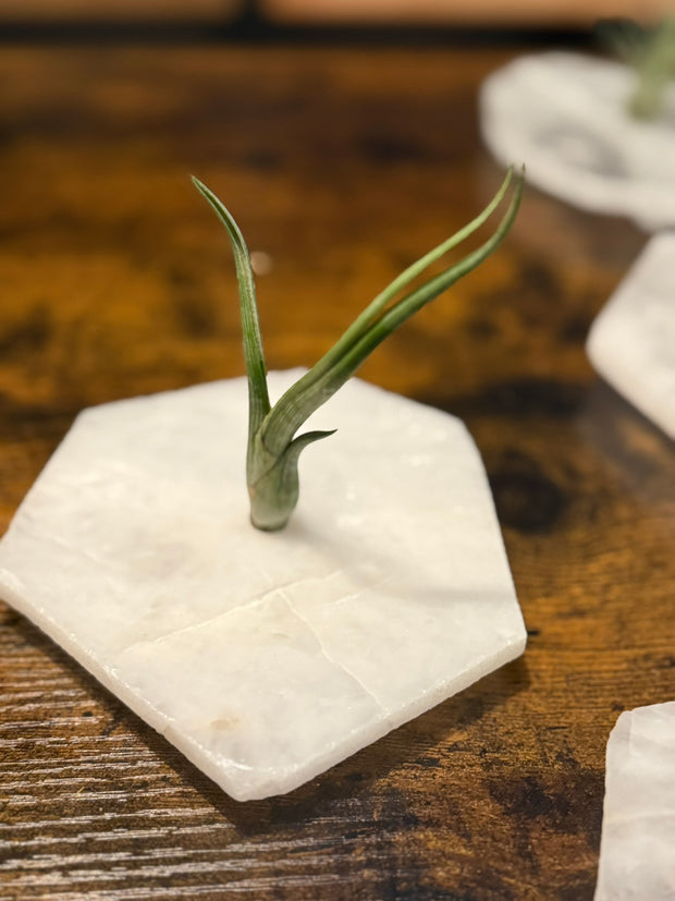 Quartz Crystal Air Plant Holder | Live Tillandsia Included