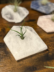 Quartz Crystal Air Plant Holder | Live Tillandsia Included