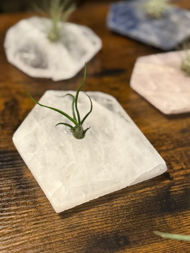 Quartz Crystal Air Plant Holder | Live Tillandsia Included
