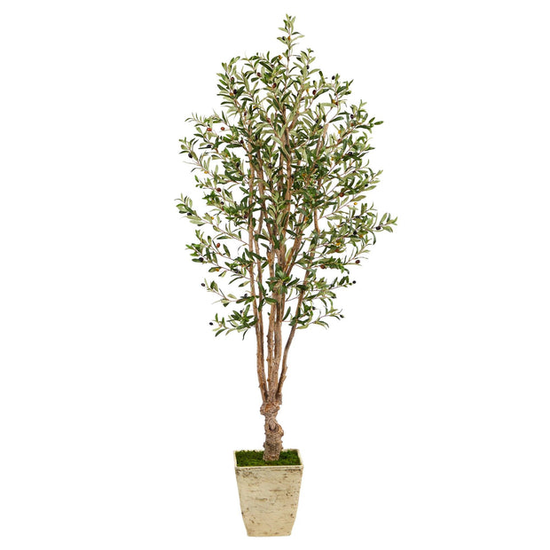 6.5’ Olive Artificial Tree in Country White Planter